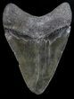 Fossil Megalodon Tooth - Georgia #68076-2